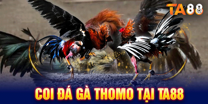 Tham gia Đá Gà Thomo dễ dàng tại TA88