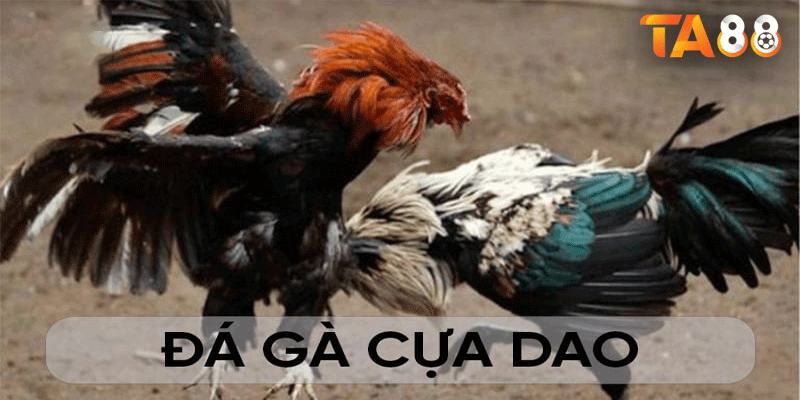 Đá gà cựa dao là một trò chơi cá cược cờ bạc thể thao trực tuyến, trong đó những chiến kê được huấn luyện đặc biệt và trang bị cựa dao
