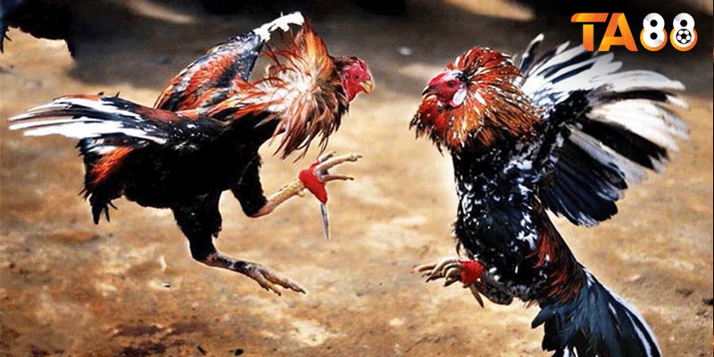 Đá gà cựa sắt là trò chơi cá cược trực tuyến, trong đó hai con gà chiến được trang bị những chiếc cựa sắt ở chân