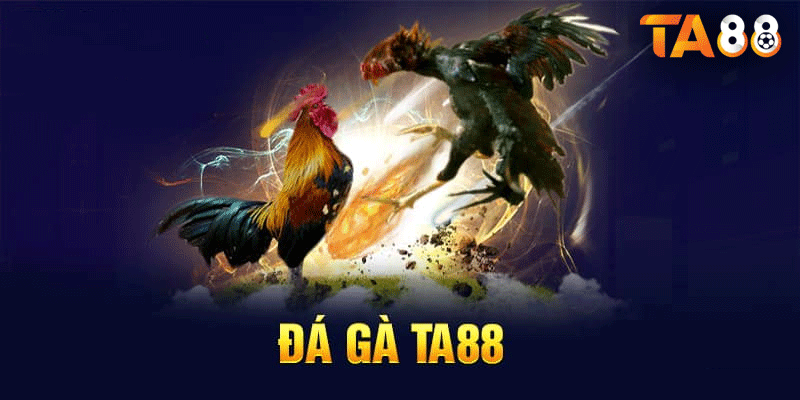 Định nghĩa về Đá Gà TA88