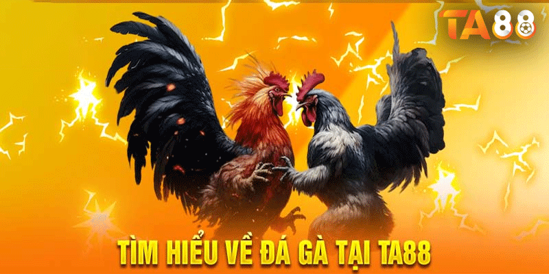Đá gà Thomo tại TA88 là trò chơi cá cược trực tuyến cho phép người chơi đặt cược vào kết quả trận đấu đá gà.