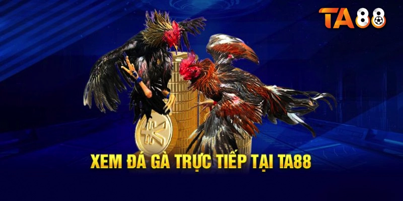 Đá gà tại TA88 – Trải nghiệm các trận đấu kịch tính