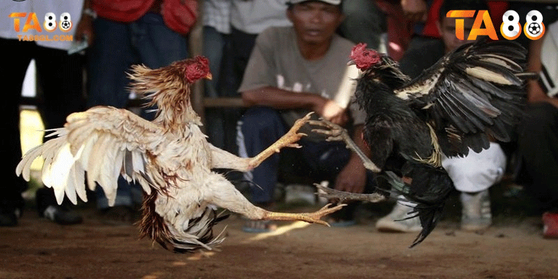 Đổi thưởng nhanh chóng và minh bạch khi tham gia Đá Gà Cựa Dao tại TA88